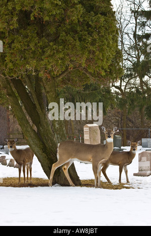 Doe mit zwei Rehkitzen auf dem Friedhof auf der Suche nach Lebensmittelfriedhof amerikanische USA Reh Rehkitz Hi-res Stockfoto