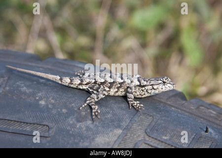 Eine östliche Zaun-Eidechse, Sceloporus Undulatus, auf eine ausgediente Autoreifen in Clay County, Florida, USA. Stockfoto
