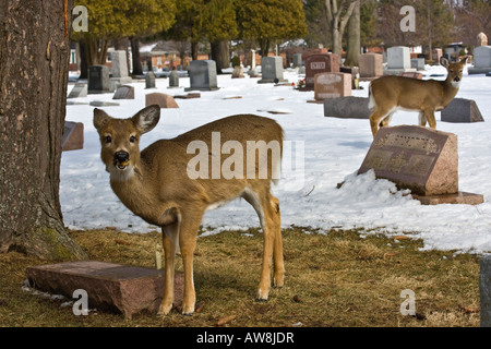 Zwei Weißwedelhirsche sehen Roe Deer Whitetail in der Schneewelt auf dem Winterfriedhof horizontal in den USA Hi-res Stockfoto