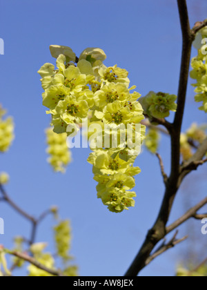 Willmott winter Hazel (corylopsis willmottiae) Stockfoto