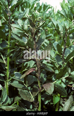 Schwere schwarze Bohnen-Blattlaus Aphis Fabae Befall auf Bohne Feldpflanzen Stockfoto