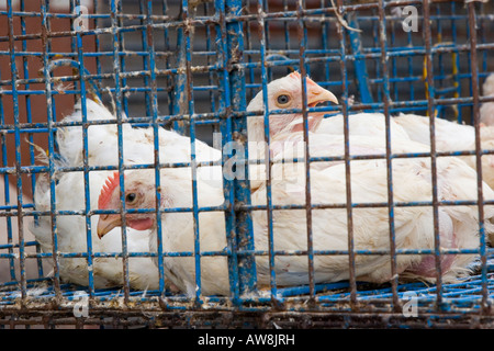 Hühner zusammengepfercht in winzigen Käfigen vor einem Geflügel-Geschäft in Indien Banaglore Stockfoto