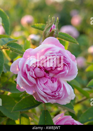 Kohl Rose (rosa x centifolia" Katharina von Württemberg") Stockfoto
