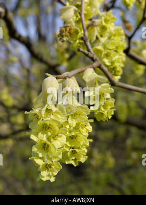 Willmott winter Hazel (corylopsis willmottiae) Stockfoto