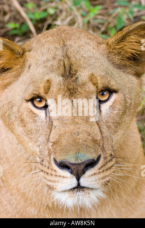 Ein Löwe in einer indischen Safari Park reserve Stockfoto