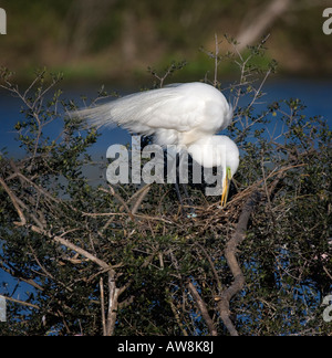 Silberreiher, Ardea Alba, auf ein Nest Stockfoto