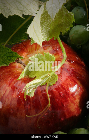 Aranged einzelne Apfelfrucht oben von oben Bildern Bilder Fotos sehr hohe Auflösung Nahaufnahme vertikales Format in USA Hi-res Stockfoto