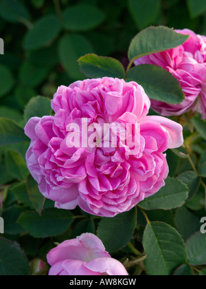 Kohl Rose (rosa x centifolia" Katharina von Württemberg") Stockfoto