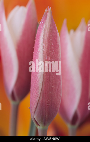 Tulipa Clusiana "Peppermint Stick" (Lady Tulip) Division 15 verschiedene Gruppen. Stockfoto