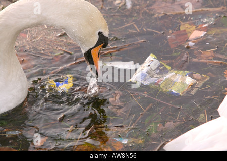 ein Höckerschwan Fütterung in verschmutzte Wasser mit Wurf Stockfoto