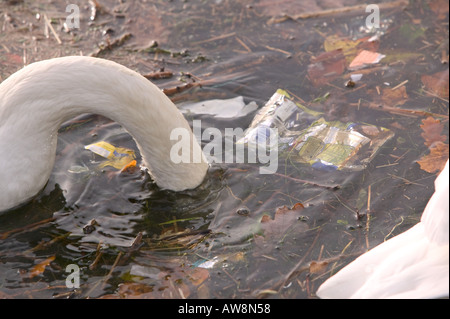 ein Höckerschwan Fütterung in verschmutzte Wasser mit Wurf Stockfoto