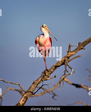 Rosige Löffler, Platalea ajaja Stockfoto