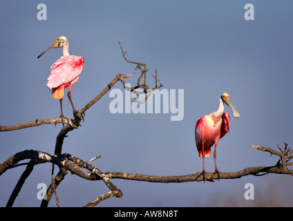 Balzverhalten der rosige Löffler, Platalea ajaja Stockfoto