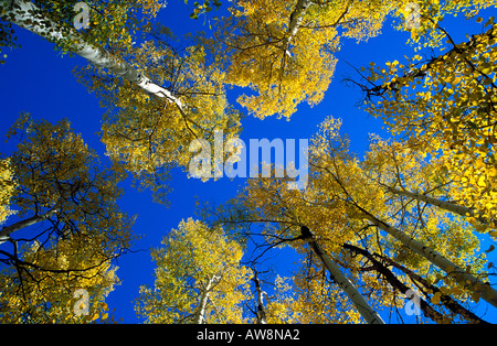 Durch gelbe Herbst Espen und blauer Himmel in den San Juan Mountains San Juan National Forest Colorado nachschlagen Stockfoto