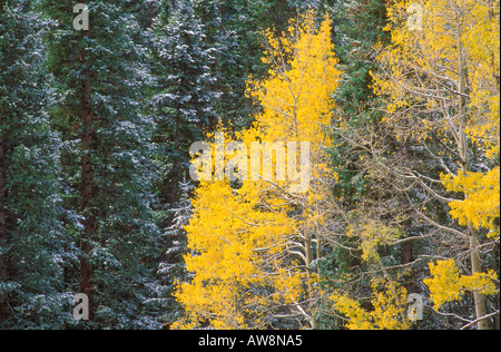 Cloudy im späten Herbst, Espen und Kiefern San Juan Mountains Uncompahgre National Forest Colorado Stockfoto