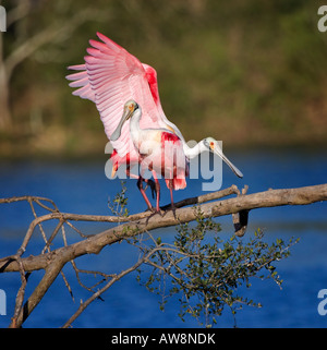 Balzverhalten der rosige Löffler, Platalea ajaja Stockfoto