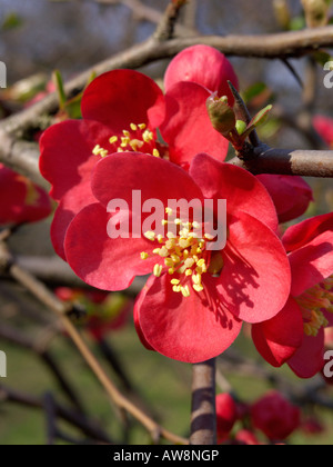 Die chinesischen Quitte (chaenomeles speciosa emperflorens') Stockfoto