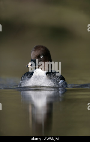 Goldeneye Bucephala Clangula weibliche Lancs winter Stockfoto