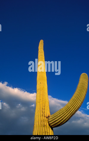 Abendlicht am Saguaro Kaktus unter blauen Himmel und Wolken Organ Pipe Cactus National Monument Arizona Stockfoto