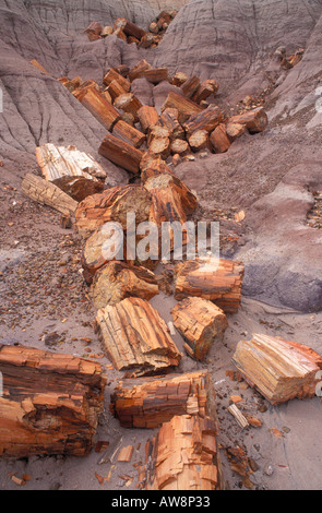 Versteinerte Log Abschnitte in Schlucht auf Blue Mesa Petrified Forest National Park, Arizona Stockfoto