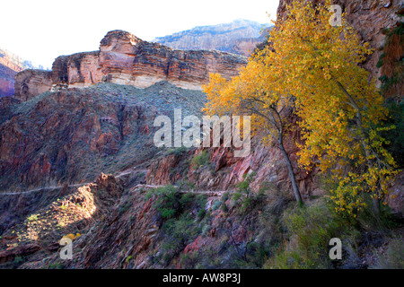 BRIGHT ANGEL TRAIL ZWISCHEN INDIAN GARDEN UND TEUFEL S KORKENZIEHER IN SPÄT FALLEN IN GRAND-CANYON-NATIONALPARK ARIZONA USA Stockfoto