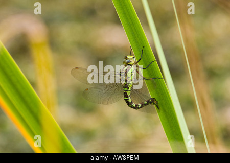 Vor kurzem entstanden Kaiser Dragonfly weibliche klammerte sich an einem Blatt Segge. Stockfoto