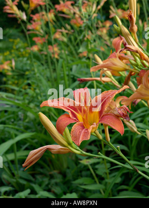 Tag Lily (Hemerocallis fulva) Stockfoto