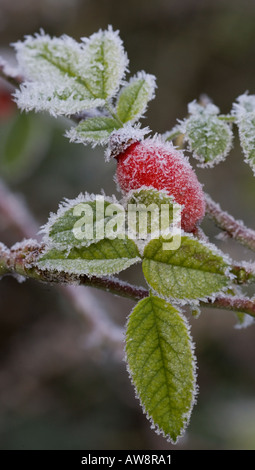 Dog Rose Rosa canina Frosted Leaves & Hip Stockfoto