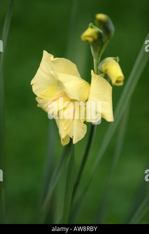 Einzelne blühende gelbe Gladiola Gladiolus Gladioli Blume Bilder Bilder sehr hochauflösendes vertikales Format in den USA Hi-res Stockfoto