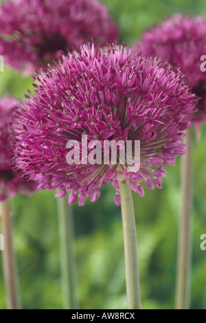 Hollandicum Allium 'Purple Sensation' AGM (ornamentale Zwiebel) Stockfoto