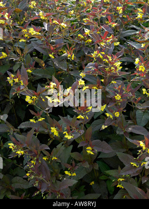 Fransen felberich (lysimachia Ciliata 'Firecracker') Stockfoto