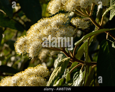 Lederfarn viburnum (Viburnum rhytidophyllum) Stockfoto