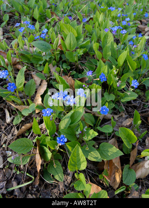 Blue-eyed Mary (Omphalodes verna) Stockfoto