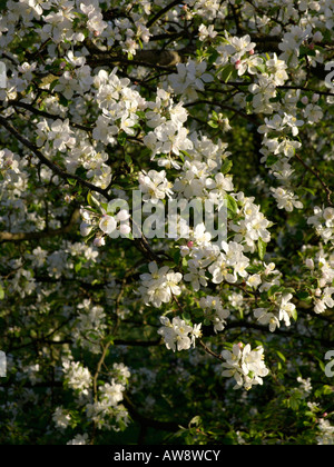 Wilde Holzapfel (Malus sylvestris) Stockfoto