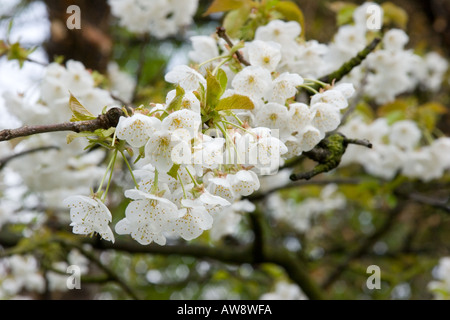 Gruppe von weißen Kirschbaum-Blüten mit frischen grünen Blätter in Surrey England UK Stockfoto