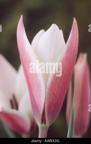 Tulipa Clusiana "Peppermint Stick" (Lady Tulip) Division 15 verschiedene Gruppen. Stockfoto