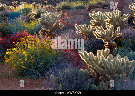 Hintergrundbeleuchtung auf Brittlebush Jumping Cholla und Chuparosa blühen bei Pflaume Canyon Anza Borrego Desert State Park in Kalifornien Stockfoto