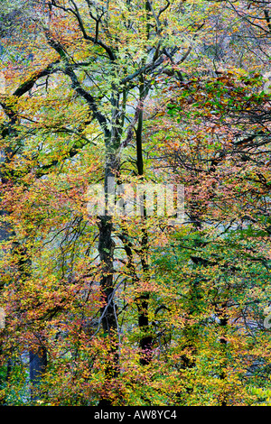 Herbst Farbe in England Strid Holz Wharfedale Yorkshire Dales National Park Stockfoto