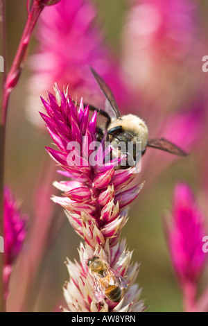 Hummeln und Honigbienen auf einer rosa Blume bestäuben Insekten Nahaufnahme-Display Details Niemand von oben vertikal in den USA Hi-res Stockfoto