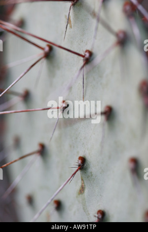 Nahaufnahme eines Feigenkaktus Opuntia Rhodanthus Bilder Bilder Fotos Bilder Bilder sehr hohe Auflösung Nahaufnahme vertikales Format in USA Hi-res Stockfoto