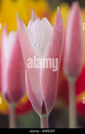 Tulipa Clusiana "Peppermint Stick" (Lady Tulip) Division 15 verschiedene Gruppen. Stockfoto