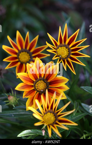 Gazania Tiger Stripes mit Gurkenkäfer Insekt auf einer Wildblume verschwimmen Hintergrund oben von oben Nahaufnahme niemand vertikal Hi-res Stockfoto