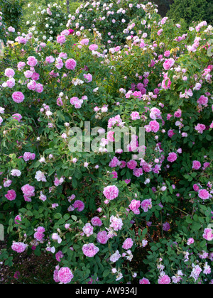 Kohl Rose (rosa x centifolia" Katharina von Württemberg") Stockfoto
