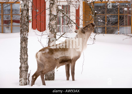 Rentiere auf Nahrungssuche in einem Garten in Saariselkä Nordfinnland Stockfoto