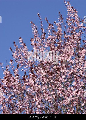 Cherry Plum (Prunus cerasifera 'Nigra') Stockfoto