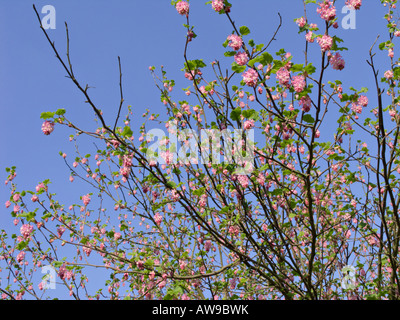 Blühende Johannisbeeren (Ribes Sanguineum) Stockfoto