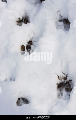 Rehspuren im Schnee im Wald aus der Nähe von oben füllender Hintergrund niemand vertikal Hi-res Stockfoto