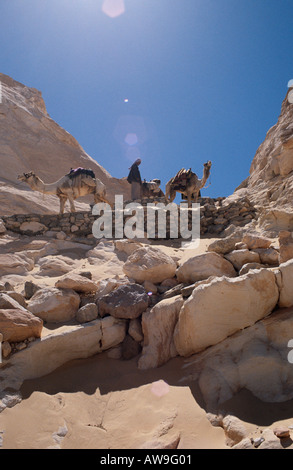 Kamele in der Wüste Sinai, Ägypten Stockfoto