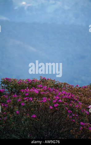 Rosa Blüten, Eravikulam Nationalpark, in der Nähe von Munnar, Kerala, Südindien Stockfoto