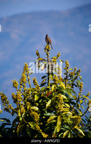 Vogel auf einem Baum auf die Glenburn Teeplantage in der Nähe von Darjeeling, Westbengalen Hills, Indien Stockfoto